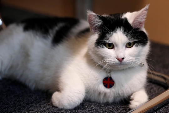 Ini kucing jalanan yang ditugaskan jadi diplomat di Kedubes Inggris