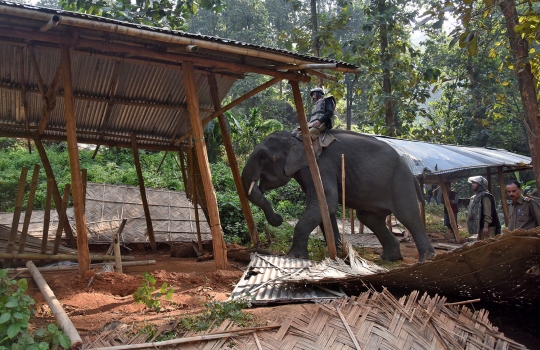 Begini cara polisi India gusur bangunan dengan bantuan gajah