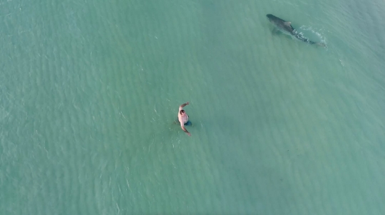 Di intai hiu macan, begini reaksi nekat wisatawan berenang di Pantai Miami