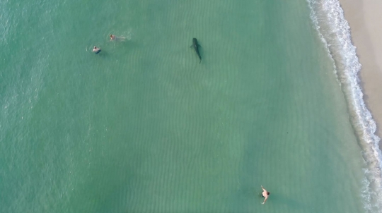 Di intai hiu macan, begini reaksi nekat wisatawan berenang di Pantai Miami
