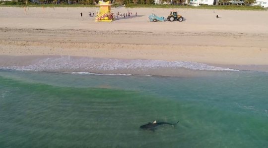 Di intai hiu macan, begini reaksi nekat wisatawan berenang di Pantai Miami