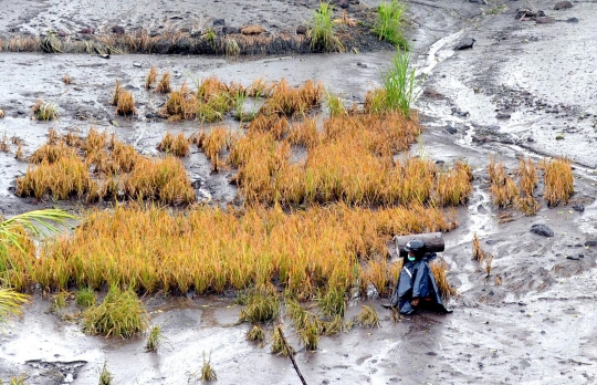 Banjir lahar dingin Gunung Agung rusak pertanian warga