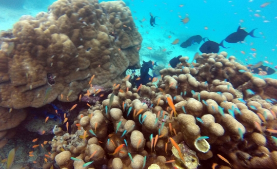 Menyelami indahnya surga bawah laut Pulau Rubiah