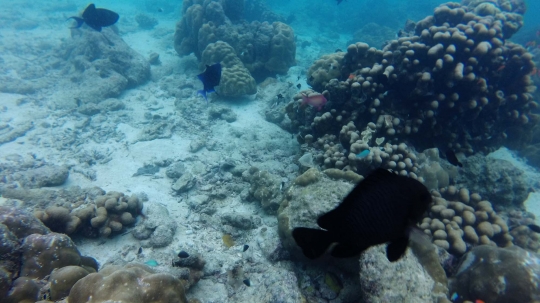 Menyelami indahnya surga bawah laut Pulau Rubiah