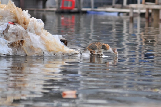 Banjir rob lumpuhkan Muara Baru