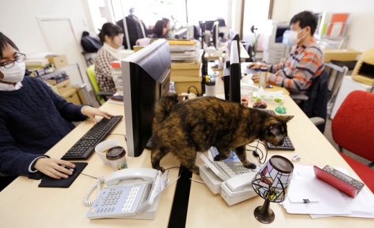 Perusahaan IT di Jepang bolehkan kucing kesayangan karyawannya berkeliaran di kantor