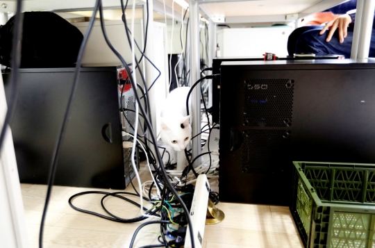 Perusahaan IT di Jepang bolehkan kucing kesayangan karyawannya berkeliaran di kantor