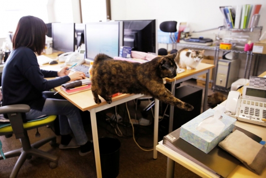 Perusahaan IT di Jepang bolehkan kucing kesayangan karyawannya berkeliaran di kantor