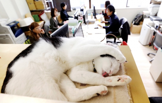 Perusahaan IT di Jepang bolehkan kucing kesayangan karyawannya berkeliaran di kantor