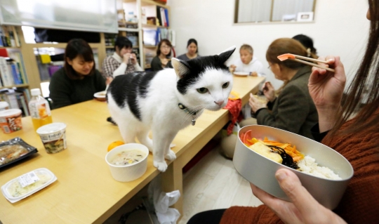 Perusahaan IT di Jepang bolehkan kucing kesayangan karyawannya berkeliaran di kantor