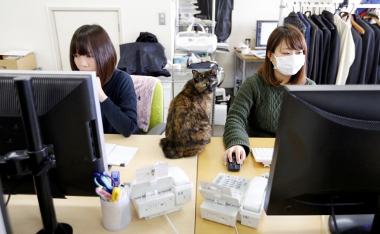 Perusahaan IT di Jepang bolehkan kucing kesayangan karyawannya berkeliaran di kantor