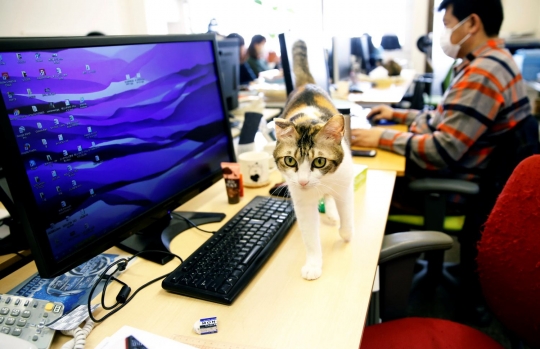 Perusahaan IT di Jepang bolehkan kucing kesayangan karyawannya berkeliaran di kantor