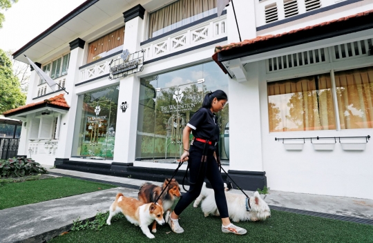 Mewahnya hotel khusus anjing dan kucing di Singapura