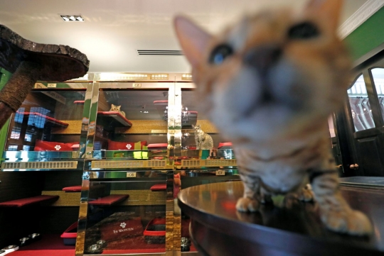 Mewahnya hotel khusus anjing dan kucing di Singapura