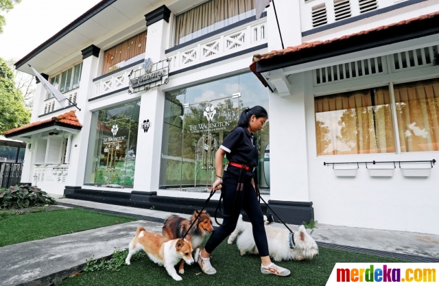 Foto Mewahnya Hotel Khusus Anjing Dan Kucing Di Singapura