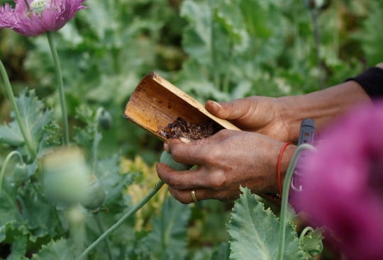 Melihat ladang penghasil morfin dan heroin di Myanmar