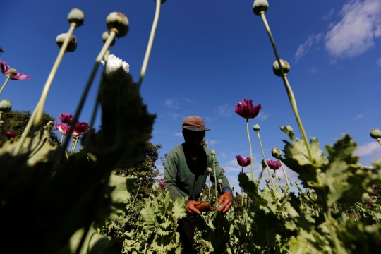 Melihat ladang penghasil morfin dan heroin di Myanmar