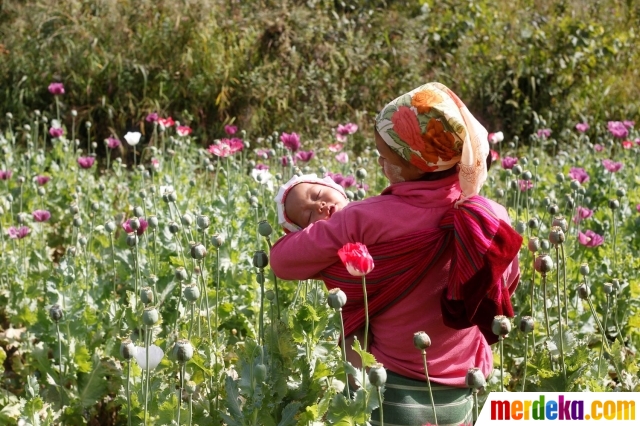 Foto Melihat Ladang Penghasil Morfin Dan Heroin Di Myanmar Merdeka Com