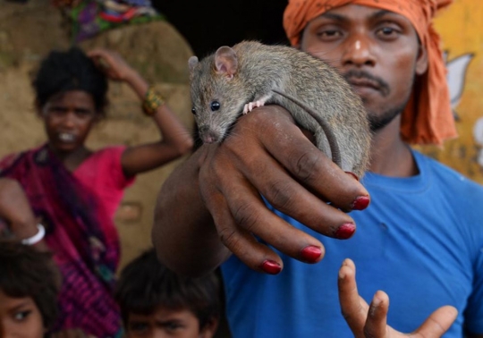 Miris, tikus jadi makanan sehari-hari masyarakat termiskin di India