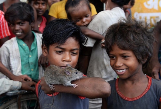 Miris, tikus jadi makanan sehari-hari masyarakat termiskin di India