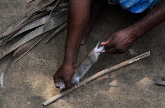 Miris, tikus jadi makanan sehari-hari masyarakat termiskin di India