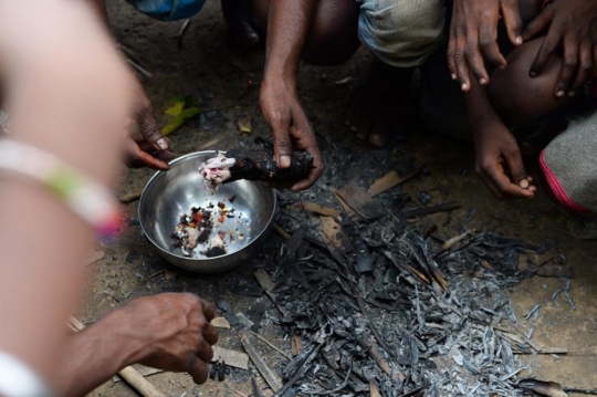 Miris, tikus jadi makanan sehari-hari masyarakat termiskin di India