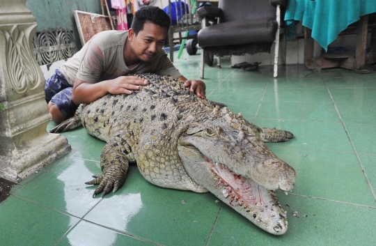 Ini Kojek, buaya muara yang sudah dianggap anggota keluarga di Bogor