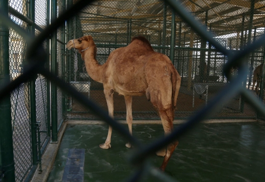 Melihat rumah sakit khusus unta di Dubai