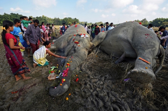 Dua ekor gajah mati tersetrum hebohkan warga