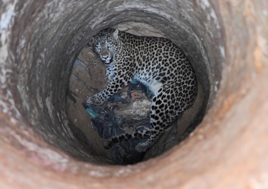 Momen penyelamatan dramatis macan tutul terperosok dalam sumur