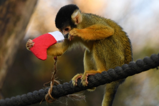 Reaksi lucu monyet tupai saat diberi hadiah Natal