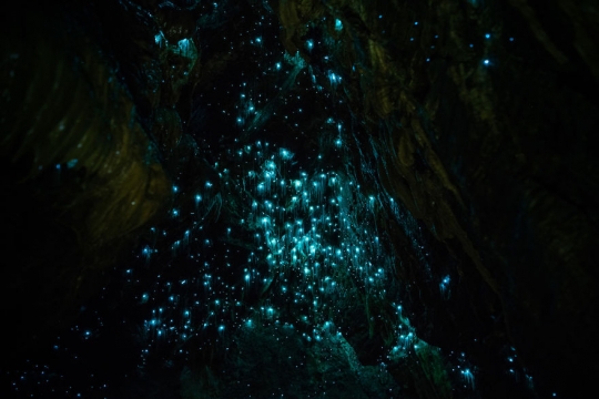 Menikmati keindahan lautan bintang di bawah tanah Selandia Baru dari balik lensa