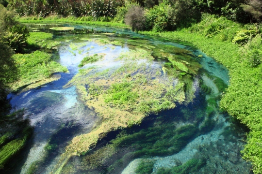 Mengagumi keindahan taman di dasar sungai di Te Waihou Walkway