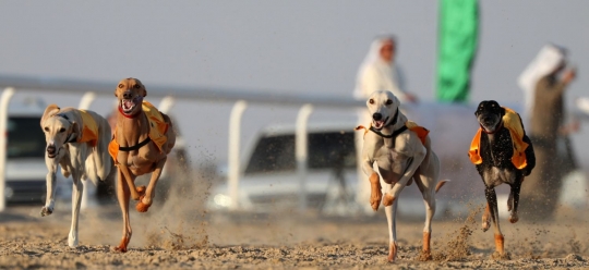 Serunya balapan anjing Saluki di Festival Unta Abu Dhabi
