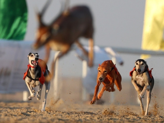 Serunya balapan anjing Saluki di Festival Unta Abu Dhabi