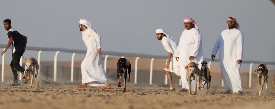 Serunya balapan anjing Saluki di Festival Unta Abu Dhabi