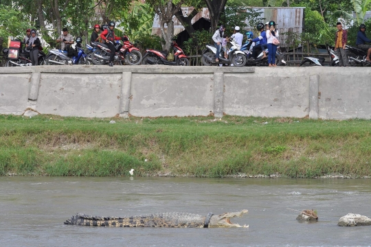 Potret miris buaya berkalung ban yang kerap hebohkan warga Palu