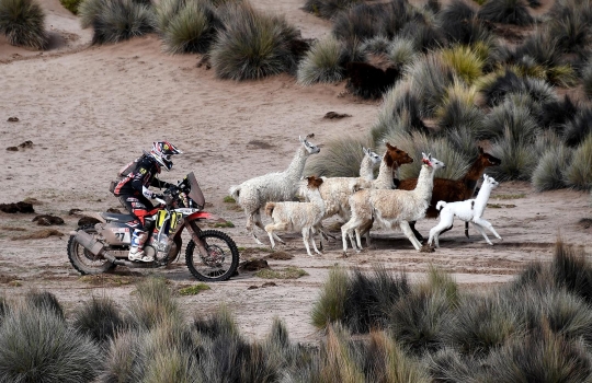 Lucunya kawanan llama beradu cepat dengan pembalap Rally Dakar