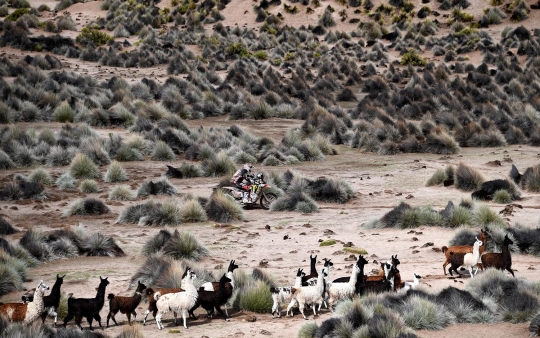 Lucunya kawanan llama beradu cepat dengan pembalap Rally Dakar