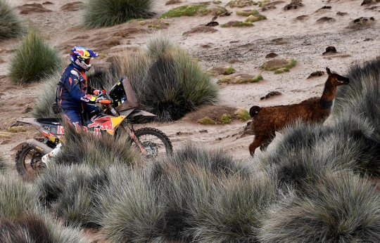Lucunya kawanan llama beradu cepat dengan pembalap Rally Dakar