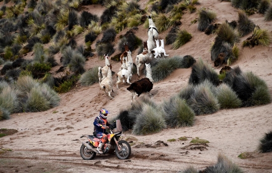 Lucunya kawanan llama beradu cepat dengan pembalap Rally Dakar