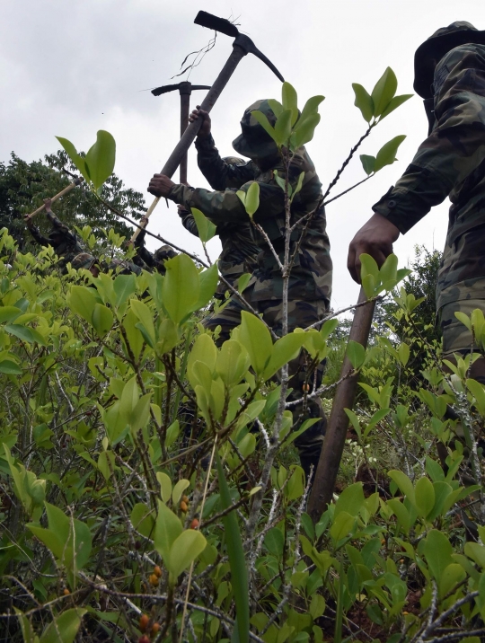 Aksi militer Bolivia musnahkan ladang koka