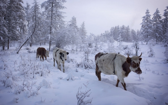 Wonderland salju di Oymyakon, salah satu desa terdingin di dunia