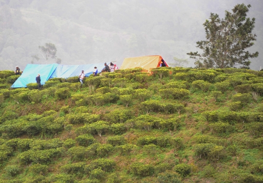 Takut gempa susulan, warga Desa Melasari dirikan tenda di perkebunan teh