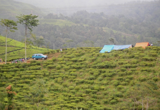 Takut gempa susulan, warga Desa Melasari dirikan tenda di perkebunan teh