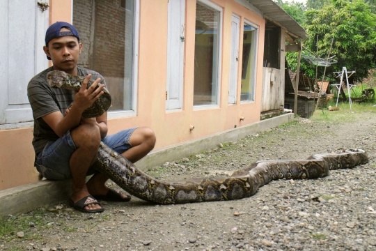 Riung keakraban warga Pejagoan Kebumen dengan ular-ular piton