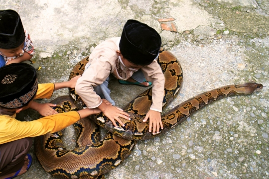 Riung keakraban warga Pejagoan Kebumen dengan ular-ular piton