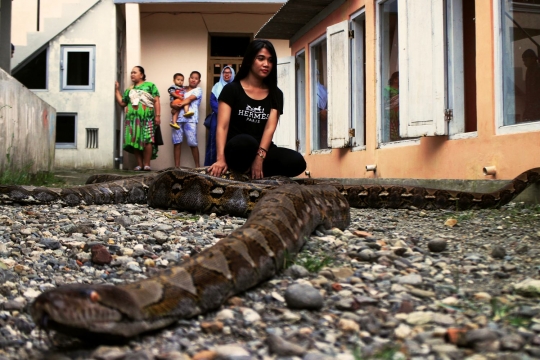 Riung keakraban warga Pejagoan Kebumen dengan ular-ular piton