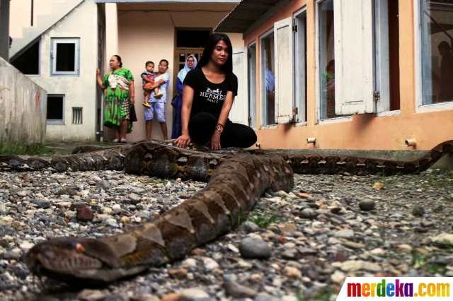 Foto : Riung keakraban warga Pejagoan Kebumen dengan ular 