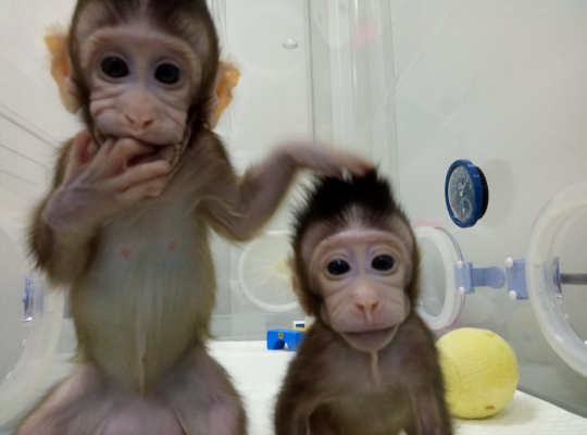 Ini monyet kembar yang berhasil dikloning China